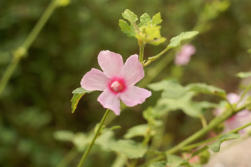 Pink big hibiscus flower