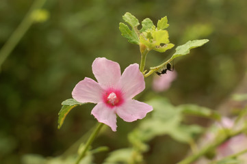 Pink big hibiscus flower