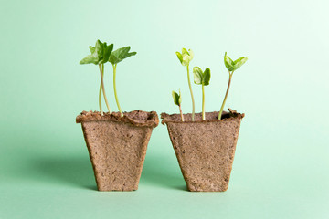Two peat pots with flowers, on a green background
