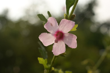 Pink big hibiscus flower