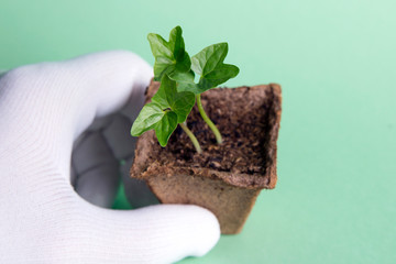 Peat pot with a plant in hand, green background
