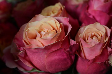 pink and yellow roses