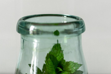 bocal verre plante boisson vert