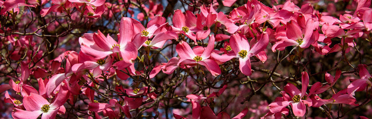 Closeup of pink dogwood in full bloom as a nature background
