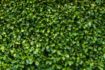 Fototapeta na wymiar Green wall of arborvitae as a nature background 