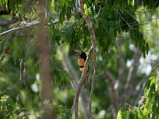 Collared Aracari