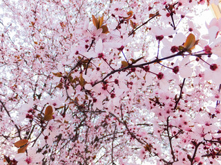 almond tree spring beautiful flower