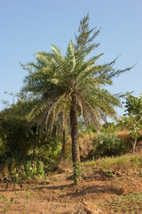 palm trees on the beach