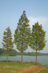 Three green trees by the lake on the hill with blue sky background