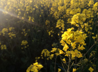 Oilseed rape fields. Yellow farmland. Colza. Spanish agriculture. Plant in full development, sprouting the flower in the foreground.