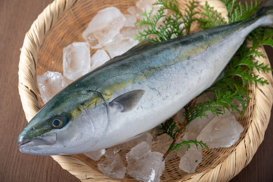 Inada, japanese whole raw yellow tail