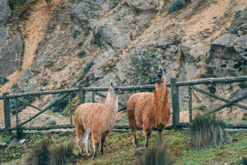 alpaca in the mountains