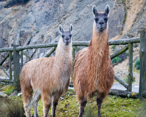 llama in cuenca - Ecuador