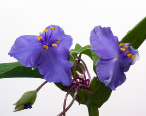 Tradescantia "Charlotte's Web" flowers, close-up, on white background