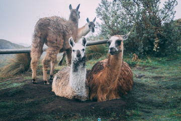 two alpacas -Ecuador - Cuenca © MarcosBeltranG