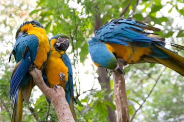 blue and yellow macaw - Ecuador 
