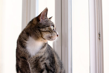 portrait of young cat looking out the window