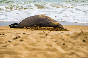Hawaiian monk seal