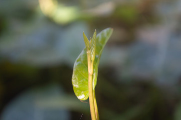 Close-up of green leaf
