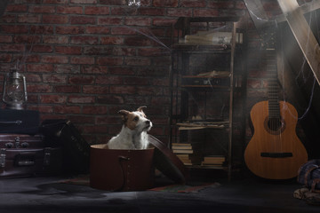 the dog is hiding in the attic. Art photos. Self-isolation, old, dusty. Pet abandoned. Jack Russell...