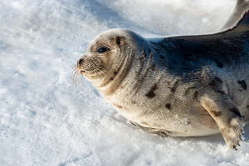 A young harp seal lays on a bed of white snow with the sun shining on its soft grey fur coat with dark spots. The harbour seal has dark eyes, small heart-shaped nose, long whiskers and flippers.