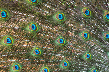 Obraz premium Closeup peacock feathers ,Green peafowl
