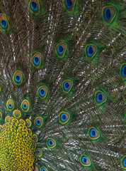 Obraz premium Closeup peacock feathers ,Green peafowl