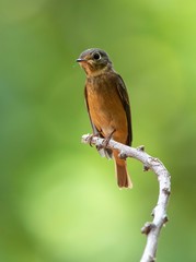 Ferruginous flycatcher, A small bird with a reddish-brown color, perching on a branch