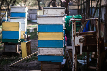 Fototapeta na wymiar Old multicolored hives on apiary. Flowering cherry with pollen for development of bees in April. Primroses near hives with copper bees. Beekeeping