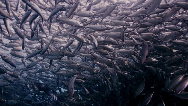A large school of Yellowstripe Scad (Selaroides leptolepis), ripples and sways in the sunlight in the blue water, slow motion Raja Ampat, Indonesia
