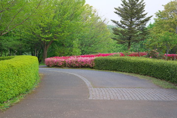 Tokyo,Japan-April 30, 2020: Azalea flowers at Tsurumaki West Park early in the morning, located at the suburb of Tokyo, Japan
