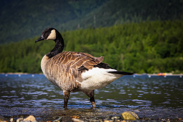 Duck in water With Green Mountain Trees In Background