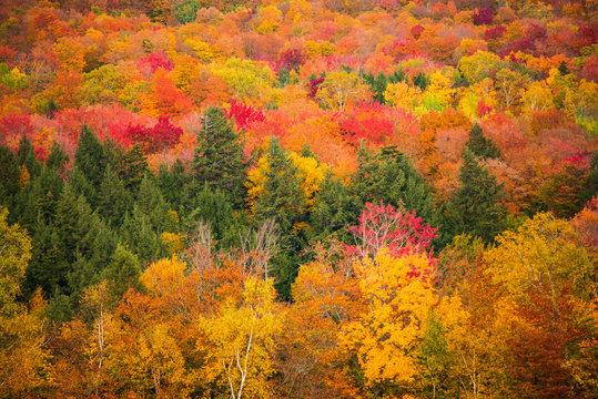 Vibrant Fall Foliage in Stowe Vermont, Abstract image of fall colors on mountain 