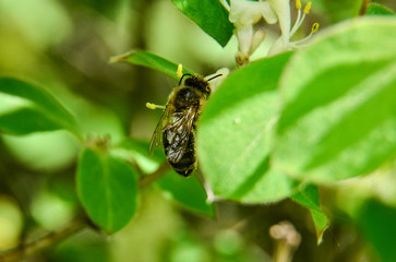 bee on a leaf