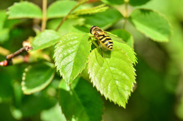 bee on a green leaf