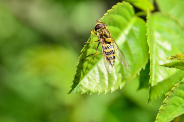 bee, insect on a green leaf close up
