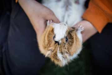 guinea pig upside down in hands of child. pet with host. Playing with animals.