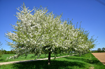 blooming cherry tree in park land German
