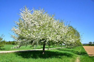 Naklejka premium blooming cherry tree in spring, National Park, Germany, Hessen