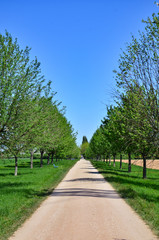 Fototapeta na wymiar tree lined path in the park, Germany