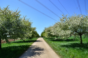 Fototapeta na wymiar tree lined road in a Natinal Park, Germany, Hessen