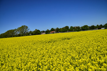 Obraz premium Yellow rape field under blue sky with sun