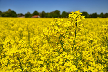 Yellow rape field under blue sky with sun