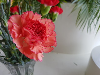 pink carnation