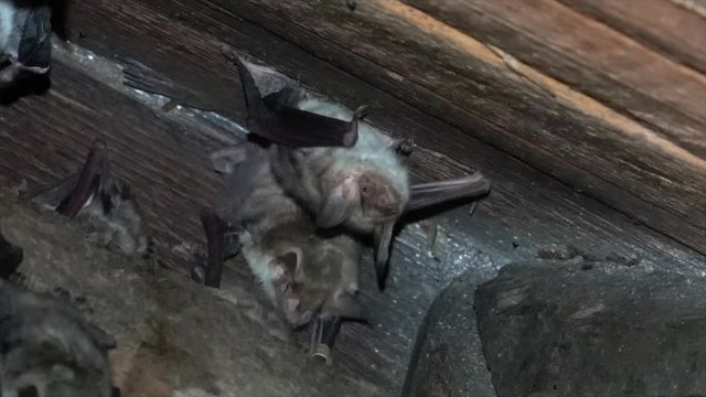 Gro&szlig;es Mausohr (Myotis myotis), Wochenstube auf Dachboden