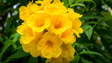 yellow flowers