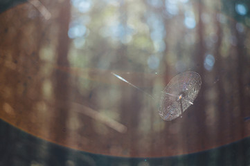 Spinnennetz im Licht