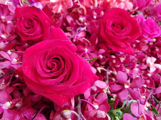 pink roses background