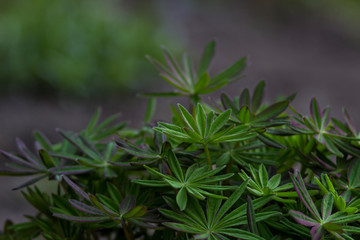 lupine leaves on a flowerbed in spring close-up