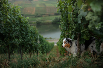 dog by the grape tree. Field, greens. Marble Australian Shepherd in nature.